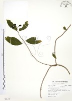 藏品(毛玉葉金花)的圖片