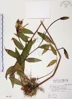 藏品(豔紅百合、豔紅鹿子百合)的圖片