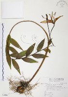 藏品(豔紅百合、豔紅鹿子百合)的圖片