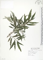 藏品(水麻)的圖片