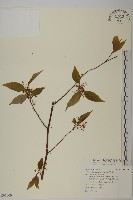 藏品(佩羅特木)的圖片