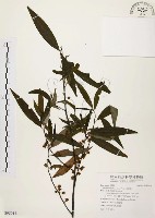 藏品(山胡椒)的圖片