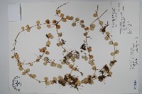 藏品(風不動)的圖片