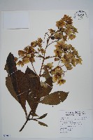 藏品(假酸漿)的圖片