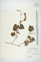 藏品(銳葉牽牛)的圖片