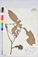 藏品(印度苦櫧)的圖片