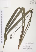 藏品(桔梗蘭)的圖片