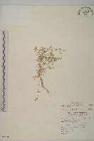 藏品(無心菜、鵝不食草)的圖片