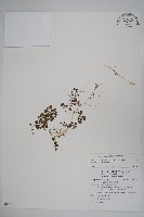 藏品(山桔梗)的圖片