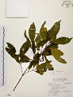 藏品(茜草樹)的圖片