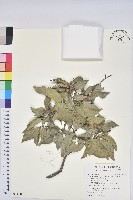 藏品(圓果青剛櫟)的圖片