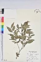 藏品(密花五月茶)的圖片