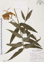 藏品(豔紅百合、豔紅鹿子百合)的圖片