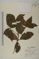 藏品(草珊瑚、紅果金粟蘭)的圖片