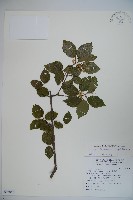 藏品(紅子莢迷)的圖片