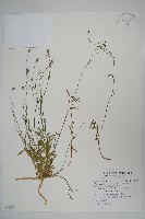 藏品(細葉蘭花參)的圖片