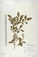 藏品(小葉胡頹子)的圖片