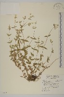 藏品(疏花繁縷)的圖片