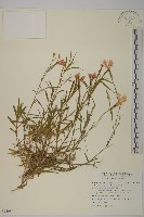 藏品(玉山石竹)的圖片