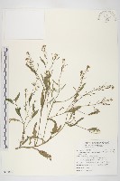 藏品(臺灣筷子芥)的圖片