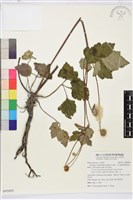 藏品(小白頭翁、野棉花)的圖片