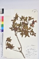 藏品(金毛杜鵑)的圖片