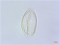 藏品(束心蘭)的圖片