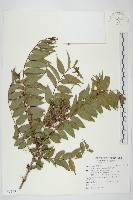 藏品(臺灣馬桑)的圖片