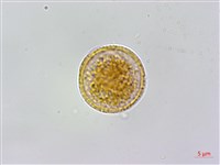 藏品(鈍藥野木瓜、圓葉野木瓜)的圖片