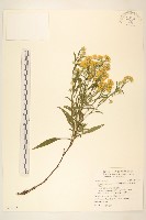 藏品(一枝黃花)的圖片