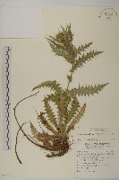 藏品(阿里山薊)的圖片