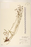 藏品(兔仔菜)的圖片