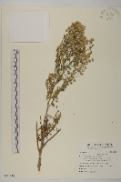 藏品(加拿大蓬)的圖片