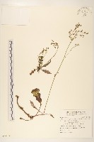 藏品(刀傷草)的圖片