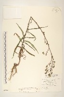 藏品(鵝仔草)的圖片