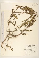 藏品(玉山毛蓮菜)的圖片