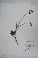 藏品(刻脈冬青)的圖片