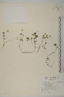 藏品(阿里山繁縷)的圖片