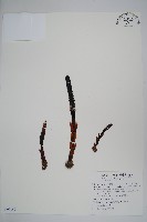 藏品(穗花蛇菰)的圖片