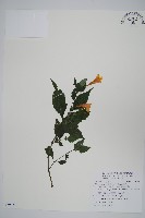 藏品(曲莖馬藍)的圖片