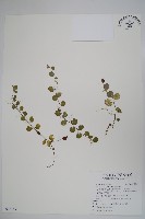 藏品(普刺特草)的圖片
