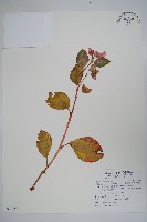 藏品(四季海棠、洋秋海棠)的圖片