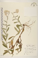 藏品(紅面番)的圖片