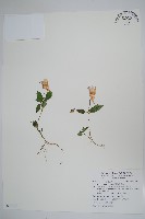 藏品(紫花鳳仙花)的圖片