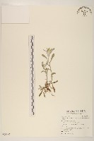 藏品(鼠麴草)的圖片