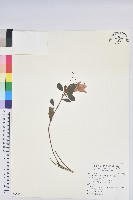 藏品(金毛杜鵑)的圖片