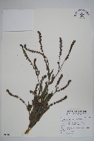 藏品(高山倒提壺)的圖片