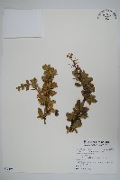 藏品(玉山小蘗)的圖片