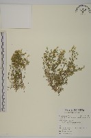 藏品(玉山卷耳)的圖片