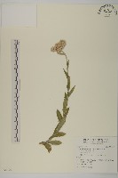 藏品(能高籟簫)的圖片